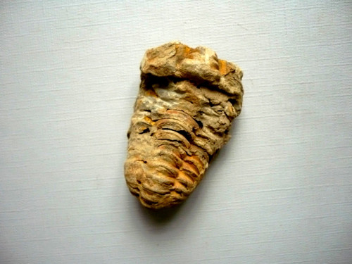 Trilobit Calymene s.p. 45 mm, č.32f