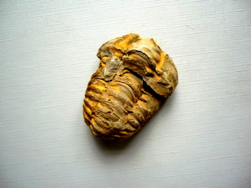 Trilobit Calymene s.p. 38 mm, č.35f