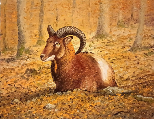 Obraz " Mladý muflon v bukovém lese".