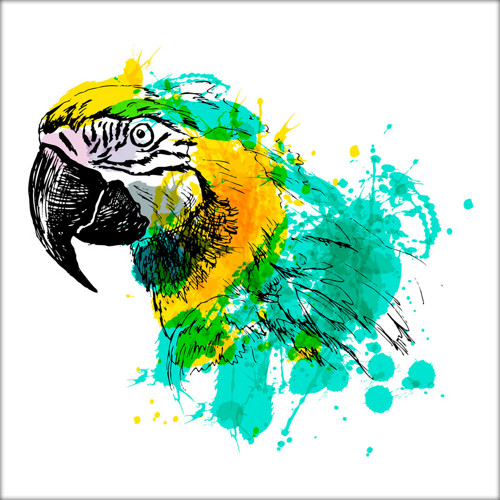 Barevná ilustrace - Ara