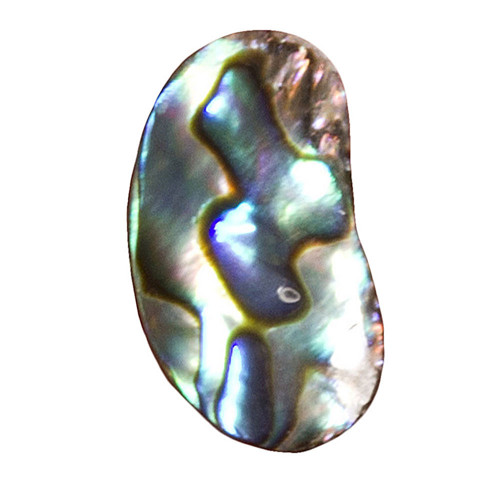 Paua mušle kabošon, 23x13 mm