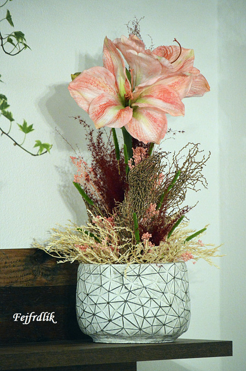 Amaryllis v sušině.