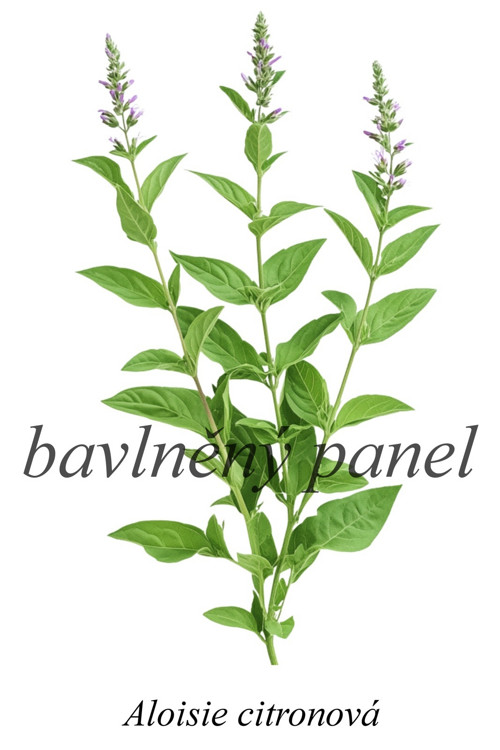 Bavlněný panel aloisie