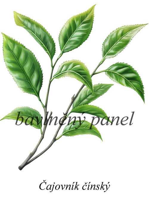Bavlněný panel čajovník — foto 1