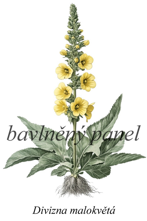 Bavlněný panel divizna — foto 1