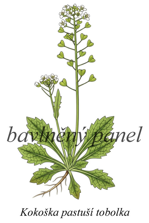 Bavlněný panel kokoška