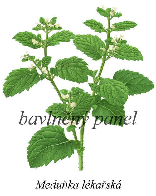 Bavlněný panel meduňka — foto 1