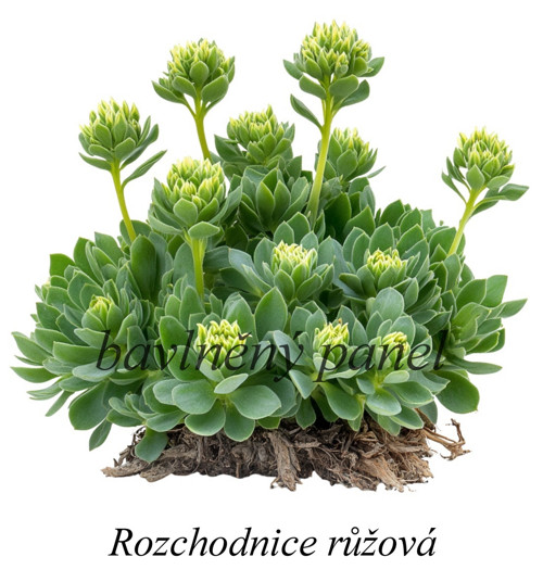 Bavlněný panel rozchodnice — foto 1