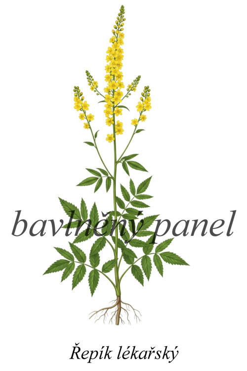 Bavlněný panel řepík — foto 1