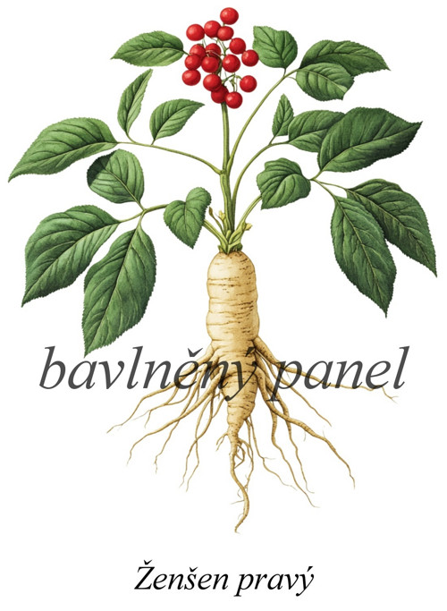 Bavlněný panel ženšen — foto 1