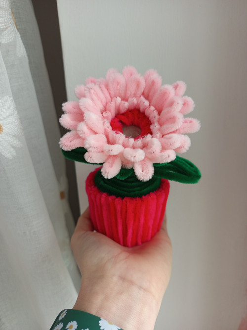 Gerbera v květináči