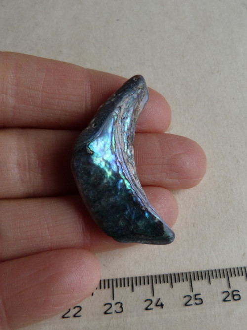 Perleť mušle Paua - 4,1 cm (P1) — foto 1