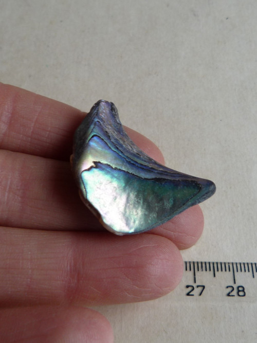 Perleť mušle Paua - 3,6 cm (P2)