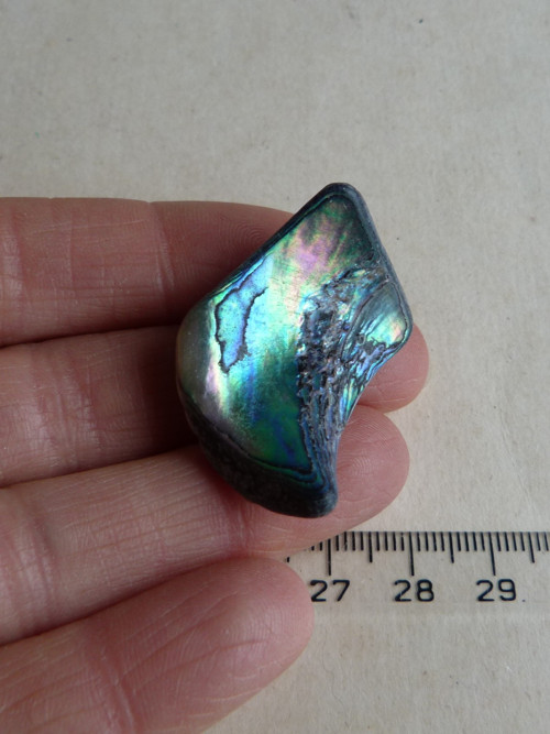 Perleť mušle Paua - 3,8 cm (P3)