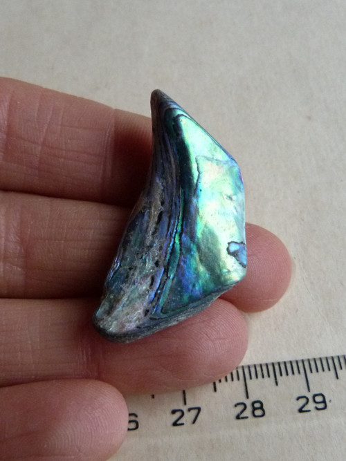 Perleť mušle Paua - 3,9 cm (P4) — foto 1