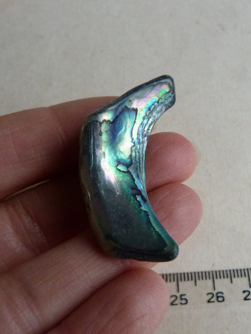 Perleť mušle Paua - 4,3 cm (P6)