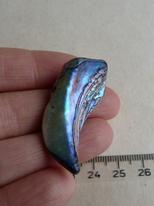 Perleť mušle Paua - 4,1 cm (P7) — foto 1