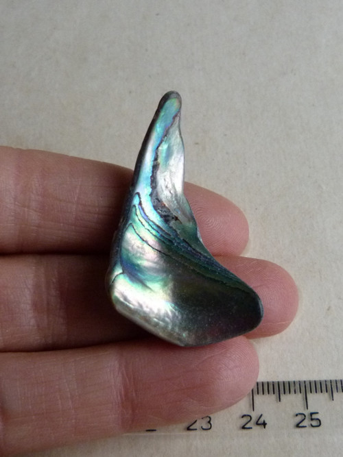 Perleť mušle Paua - 4,3 cm (P8)