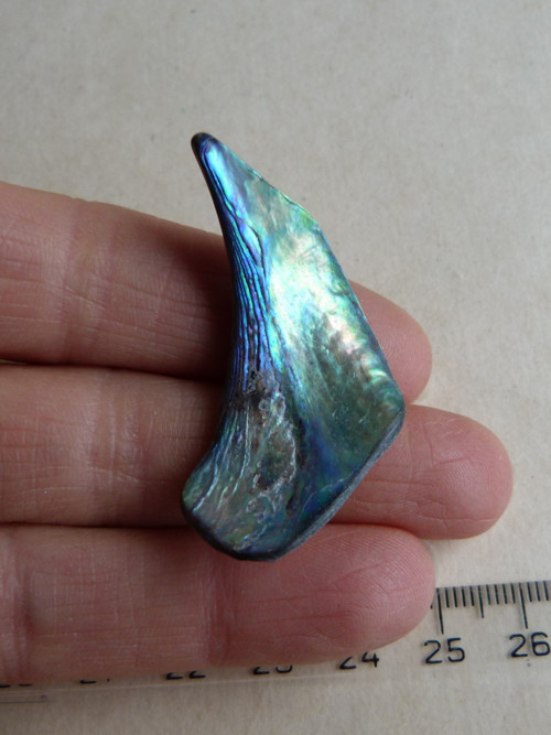 Perleť mušle Paua - 4,2 cm (P9) — foto 1