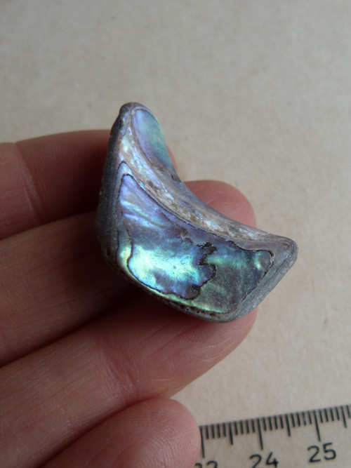 Perleť mušle Paua - 3,6 cm (P12)