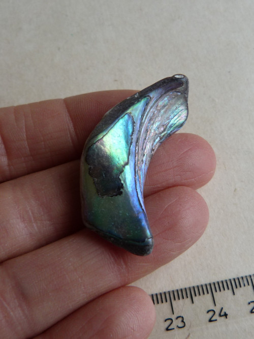 Perleť mušle Paua - 4,1 cm (P13)