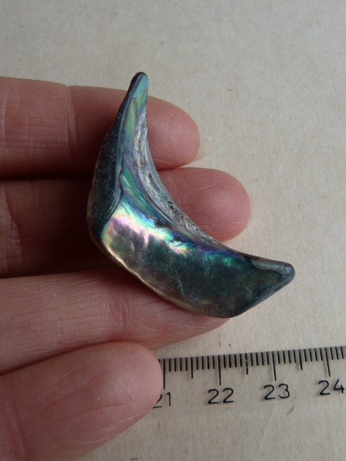 Perleť mušle Paua - 4,3 cm (P14)