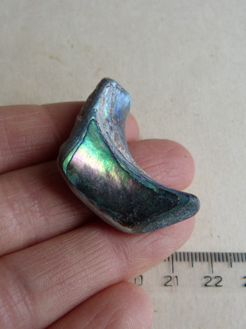 Perleť mušle Paua - 3,8 cm (P15)