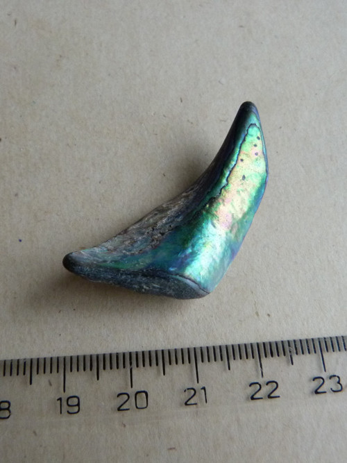 Perleť mušle Paua - 4 cm (P16) — foto 1