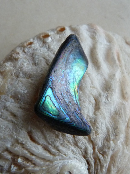 Perleť mušle Paua - 3,7 cm (P17)