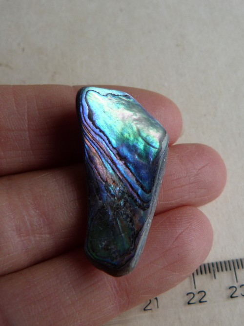 Perleť mušle Paua - 3,5 cm (P18)