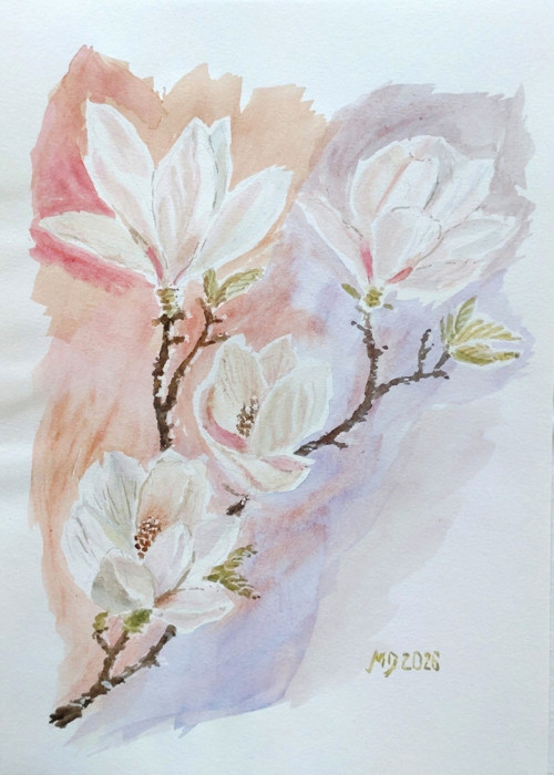 Magnolie