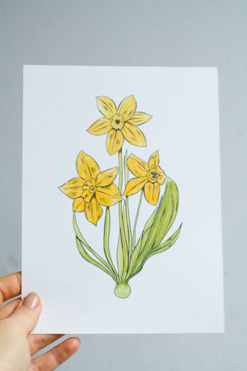 Jaro - Narcis