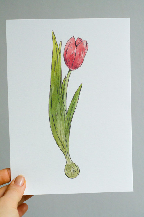 Jaro - Tulipán