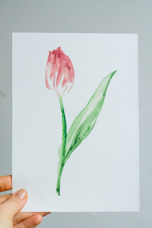 Jaro - Tulipán II