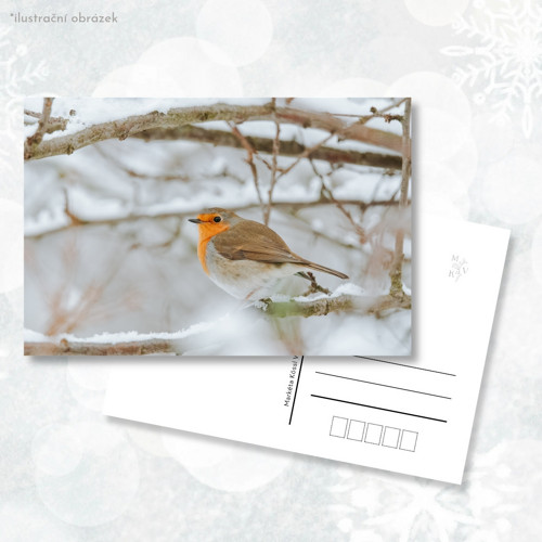 Pohlednice: Erithacus rubecula v zimě