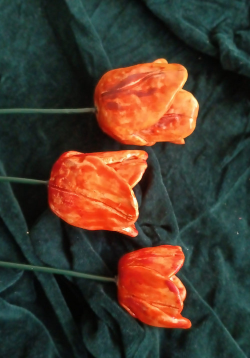 Květinka tulipán
