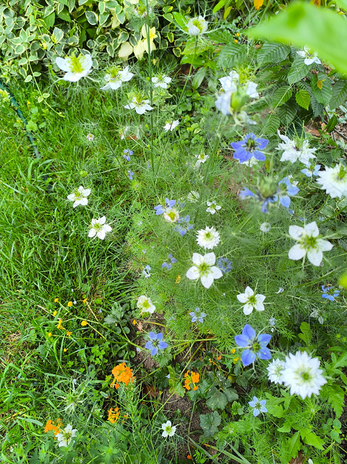 Černucha MIX (semena)