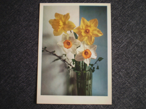 Narcisky