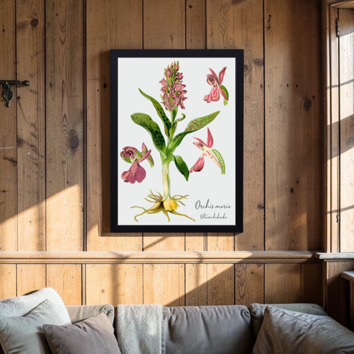 Botanický obraz: Vstavač kukačka