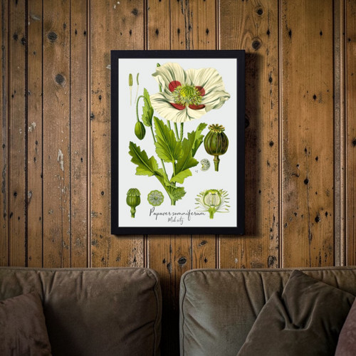 Botanický obraz: Mák setý — foto 1