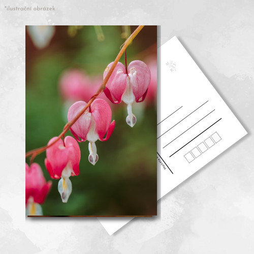 Pohlednice: Dicentra spectabilis
