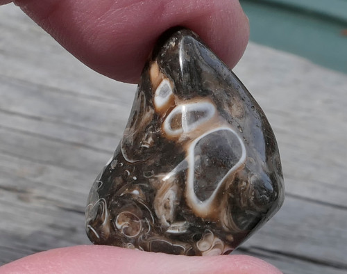 Turritella (23 mm) V3082 — foto 1