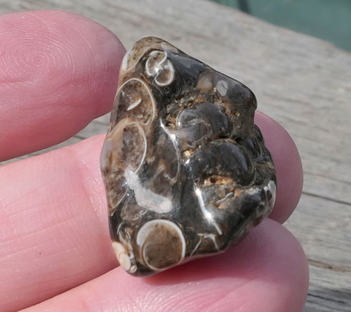 Turritella (24 mm) V3085 — foto 1