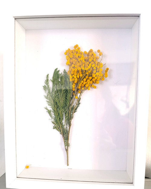 Mimosa