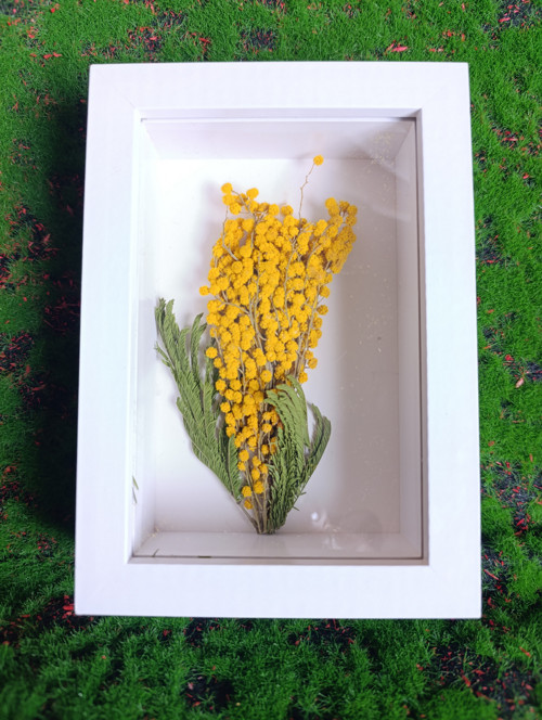 Mimosa 1