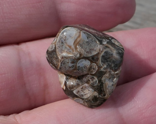 Turritella (22 mm) V3104 — foto 1