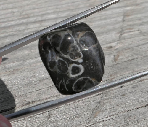 Turritella (17 mm) V3168 — foto 1