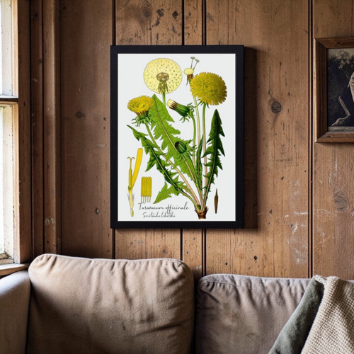 Botanický obraz: Smetánka lékařská — foto 1