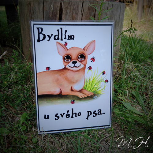 Bydlím u svého psa - čivava II.