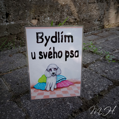 Bydlím u svého psa - pudl bílý
